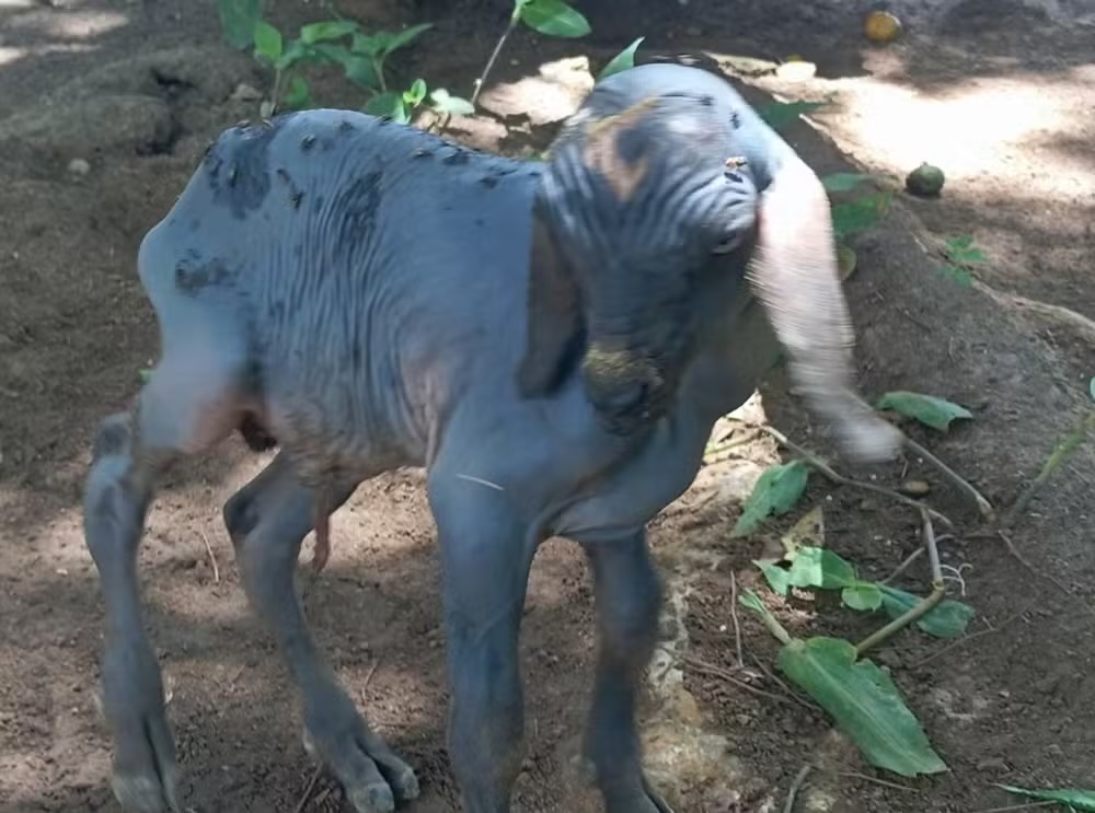 CABRITO NASCE SEM PELOS E CHAMA A ATENÇÃO NO INTRIOR DO RN