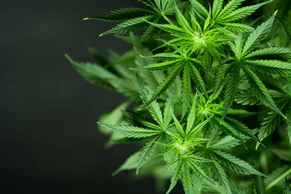 CANNABIS MEDICINAL: ANVISA APROVA ABERTURA DE CONSULTA PÚBLICA PARA ATUALIZAR REGULAMENTAÇÃO