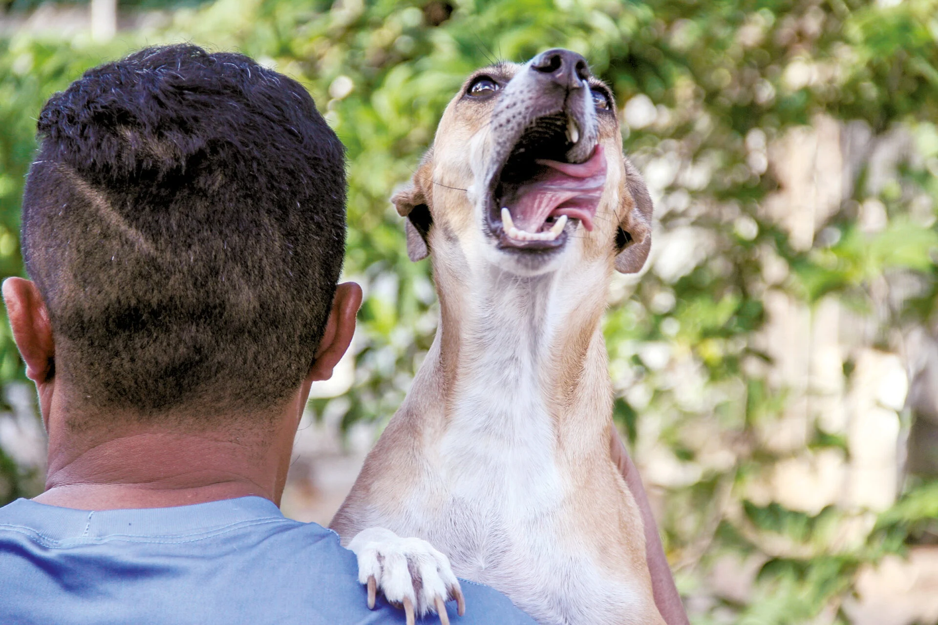 CASOS DE MAUS-TRATOS A ANIMAIS AUMENTAM 438% NOS ÚLTIMOS CINCO ANOS NO RN