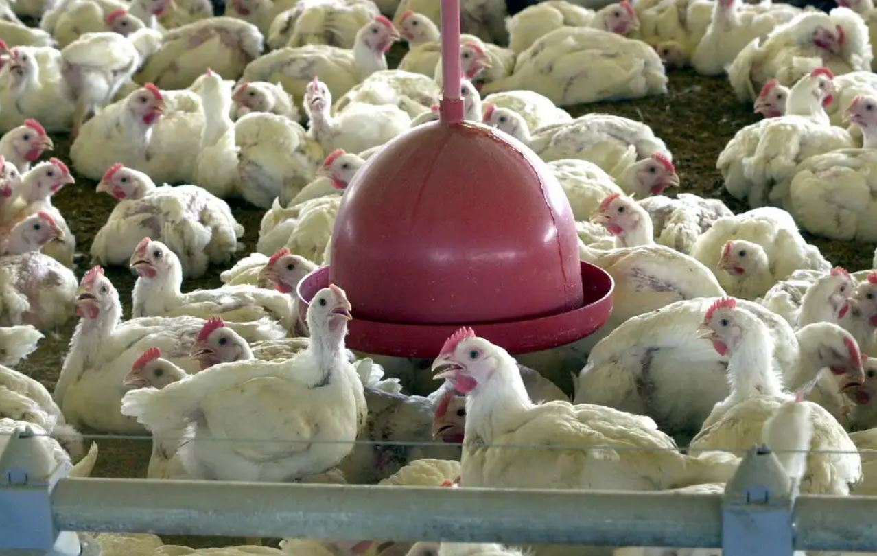 OVOS COM FOCO DE GRIPE ESTÃO EM GRAJAS  DE TRÊS ESTADOS, DIZ GOVERNO