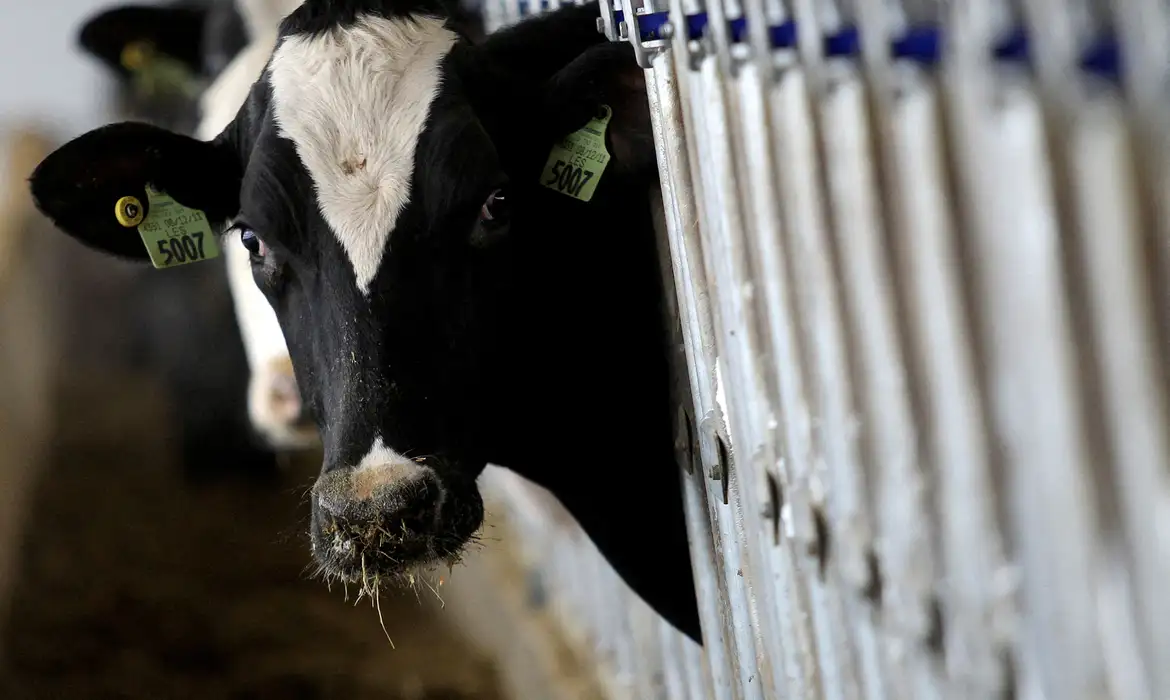 BRASIL RECEBE STATUS INTERNACIONAL COMO LIVRE DE FEBRE AFTOSA SEM VACINA