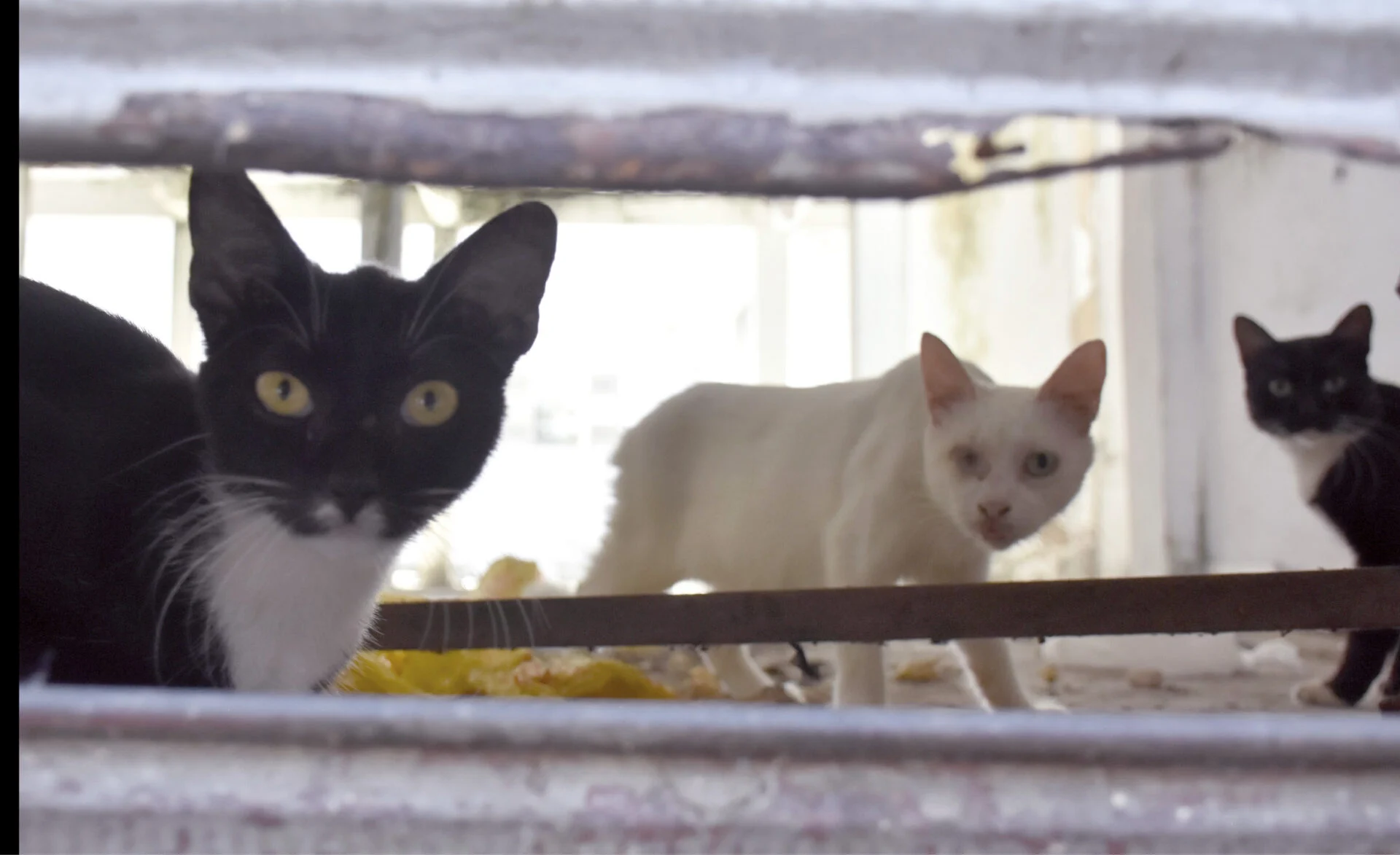 RN REGISTRA 3,1 MIL CASOS ESPOROTRICOSE EM HUMANOS E ANIMAIS
