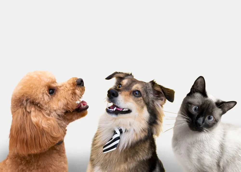 SINPATINHAS: MAIS DE 620 MIL PETS JÁ TÊM RG DIGITAL EMITIDO PELO GOVERNO FEDERAL