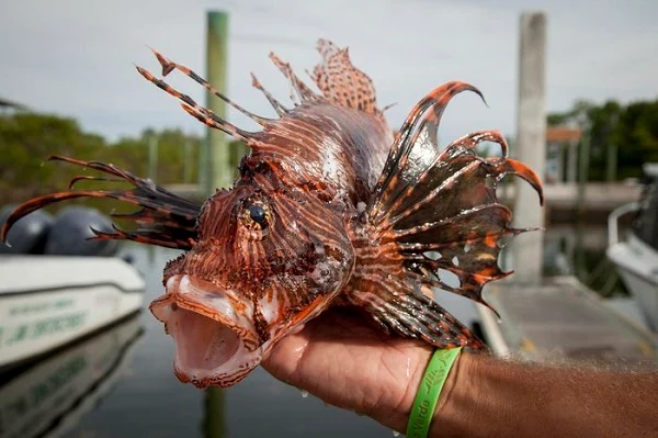 HOMEM MORRE APÓS SER MORDIDO POR PEIXE-LEÃO NO LITORAL DO RIO GRANDE DO NORTE