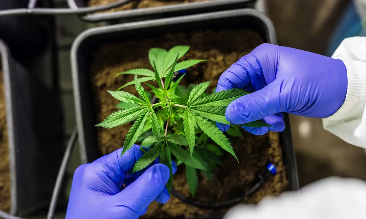MPRN ORIENTA CONDUTA DE POLICIAS SOBRE PORTE DE 40G DE MACONHA COM BASE EM DECISÃO DO STF