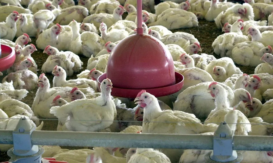 ALÉM DA CHINA E UE, ARGENTINA SUSPENDE IMPORTAÇÕES DE FRANGO DO BRASIL