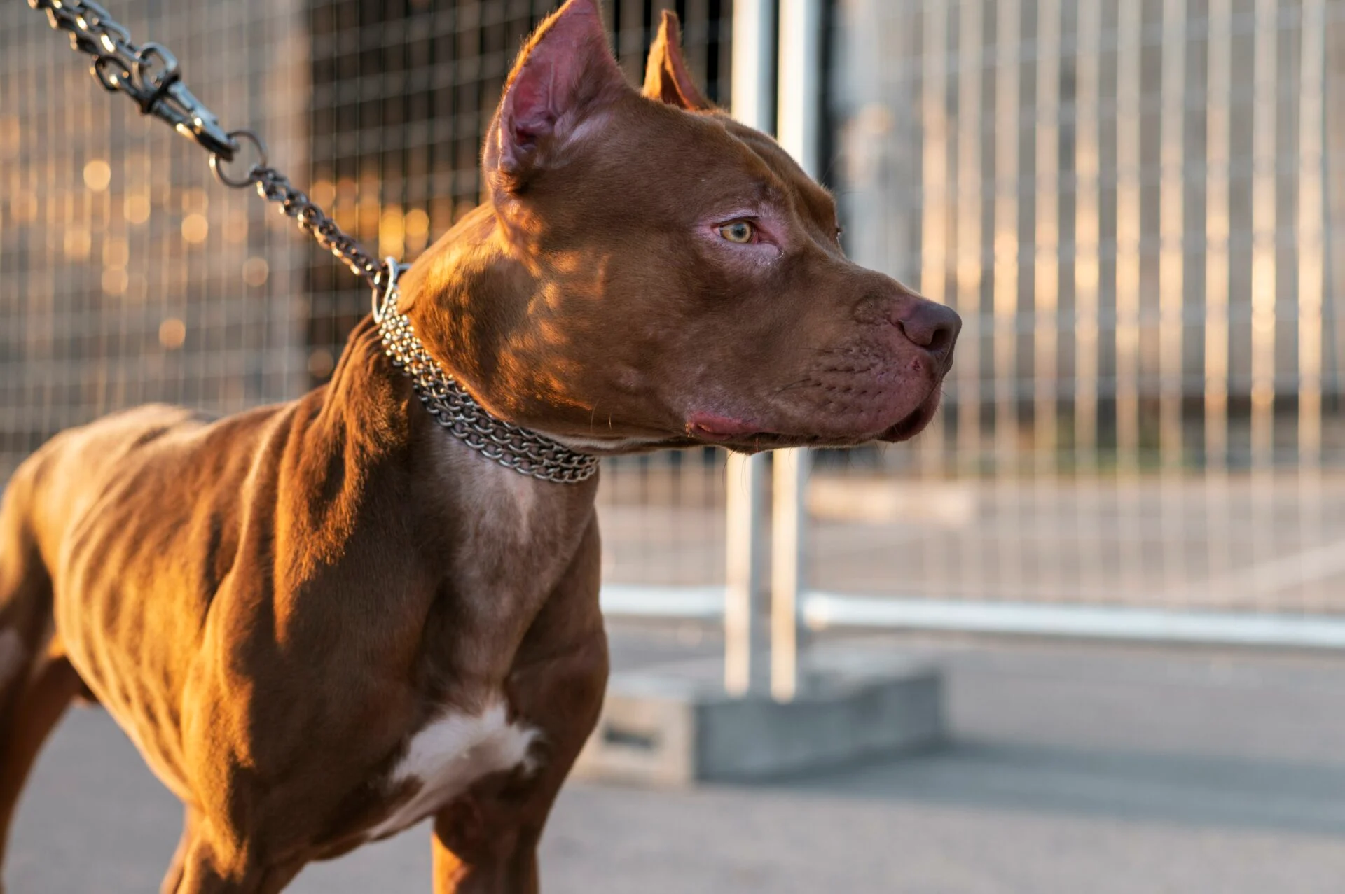 BEBÊ DE 1 ANO É ATACADO POR PITBULL DA FAMÍLIA EM MOSSORÓ