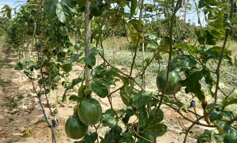 CIDADE DO RN VIRA DESTAQUE NACIONAL COMO 6º MAIOR PRODUTOR DE MARACUJÁ DO BRASIL