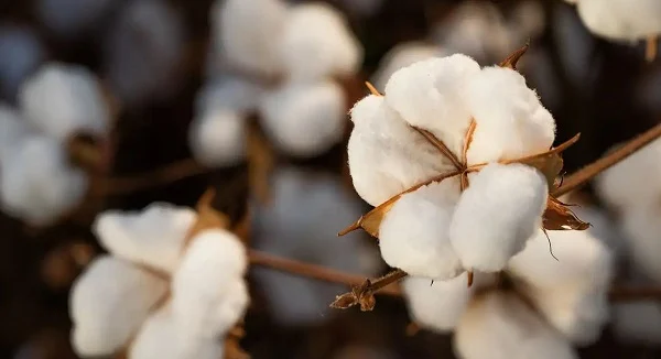 MINISTÉRIO DA AGRICULTURA APROVA POLÍTICA AGRÍCOLA PARA ALGODÃO HERBÁCEO NO RN; CONFIRA