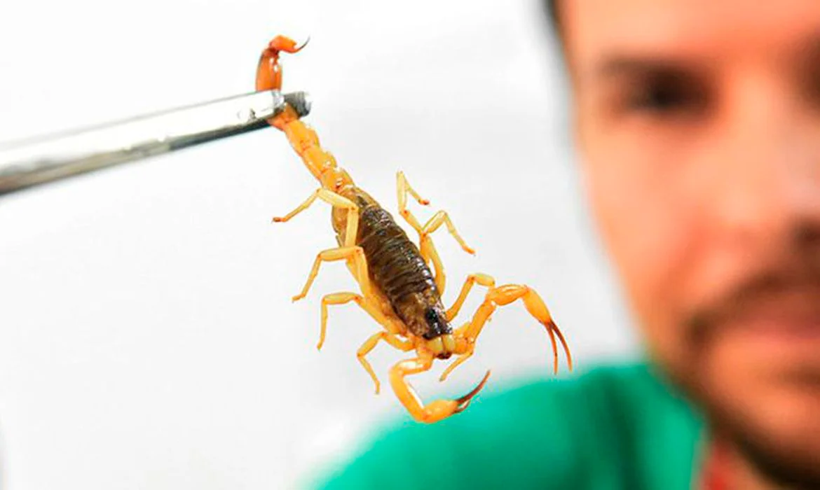 CASOS CRESCENTES DE PICADA DE ESCORPIÃO ACENDEM ALERTA; SAIBA COMO AGIR