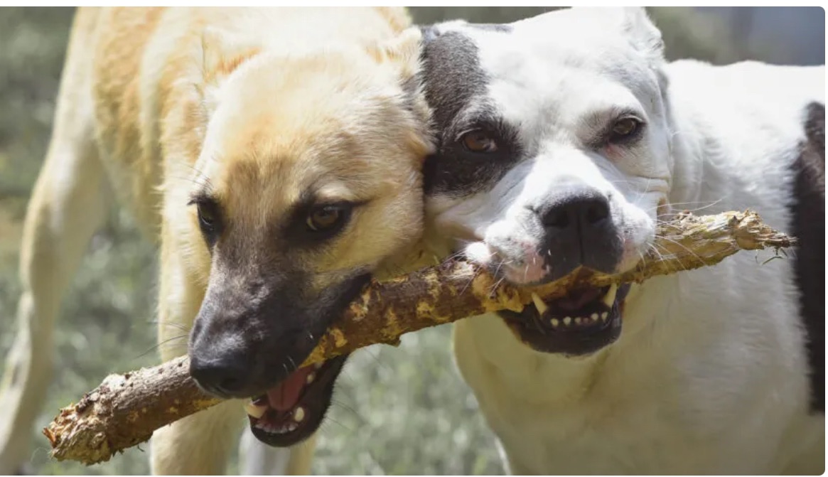 RN REGISTRA 7 ATAQUES DE CÃES EM 2025; CAUSA ESTÁ NA FORMAÇÃO DE CRIAÇÃO