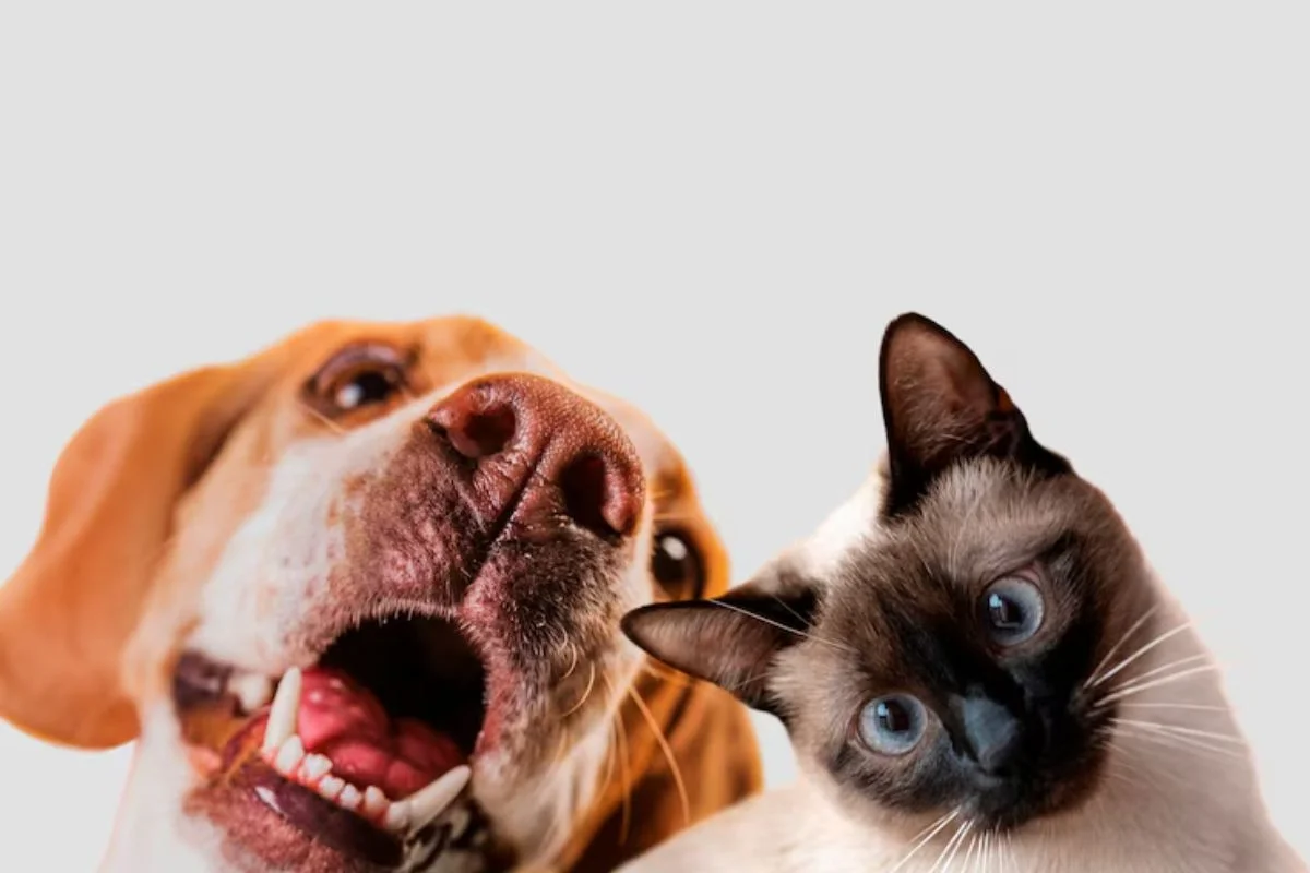 NOVA LEI PROÍBE TATUAGENS PIERCINGS EM CÃES E GATOS E PREVÊ ATÉ 5 ANOS DE PRISÃO