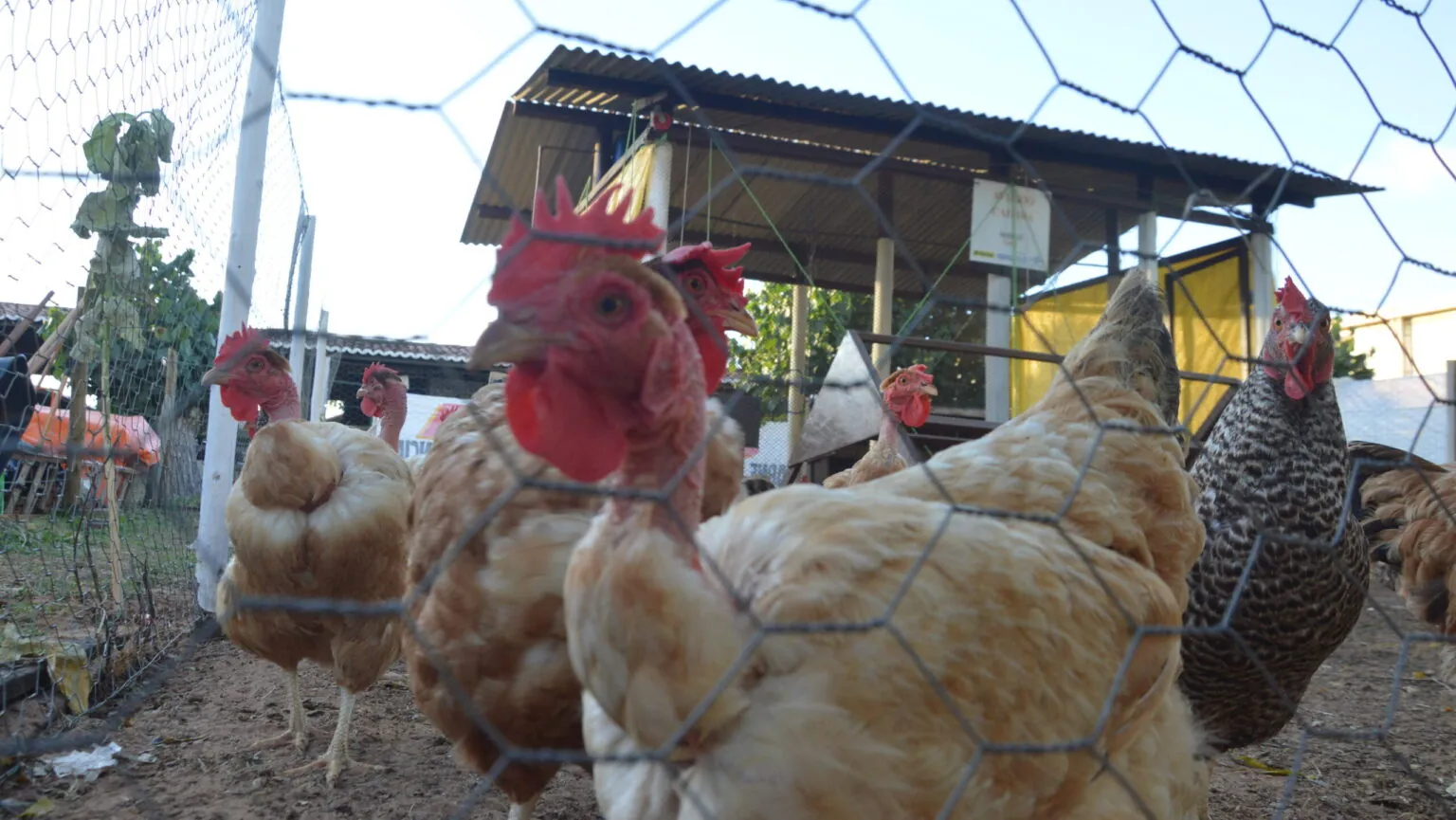 GRIPE AVIÁRIA H5N1 CHEGA AO CEARÁ E ACENDE ALERTA PARA POSSÍVEL AVANÇO NO RN