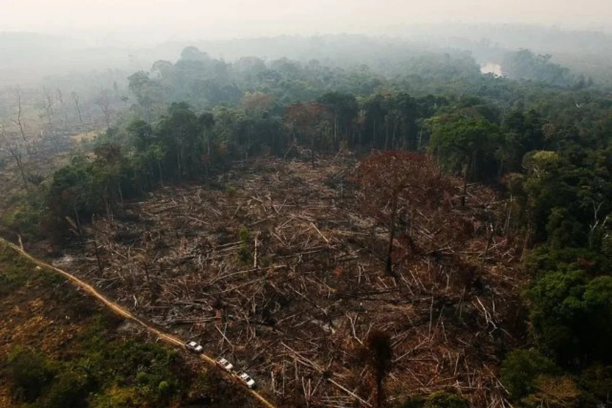 TAXA DE DESMATAMENTO NA AMAZÔNIA LEGAL CAI 6% EM MAIO
