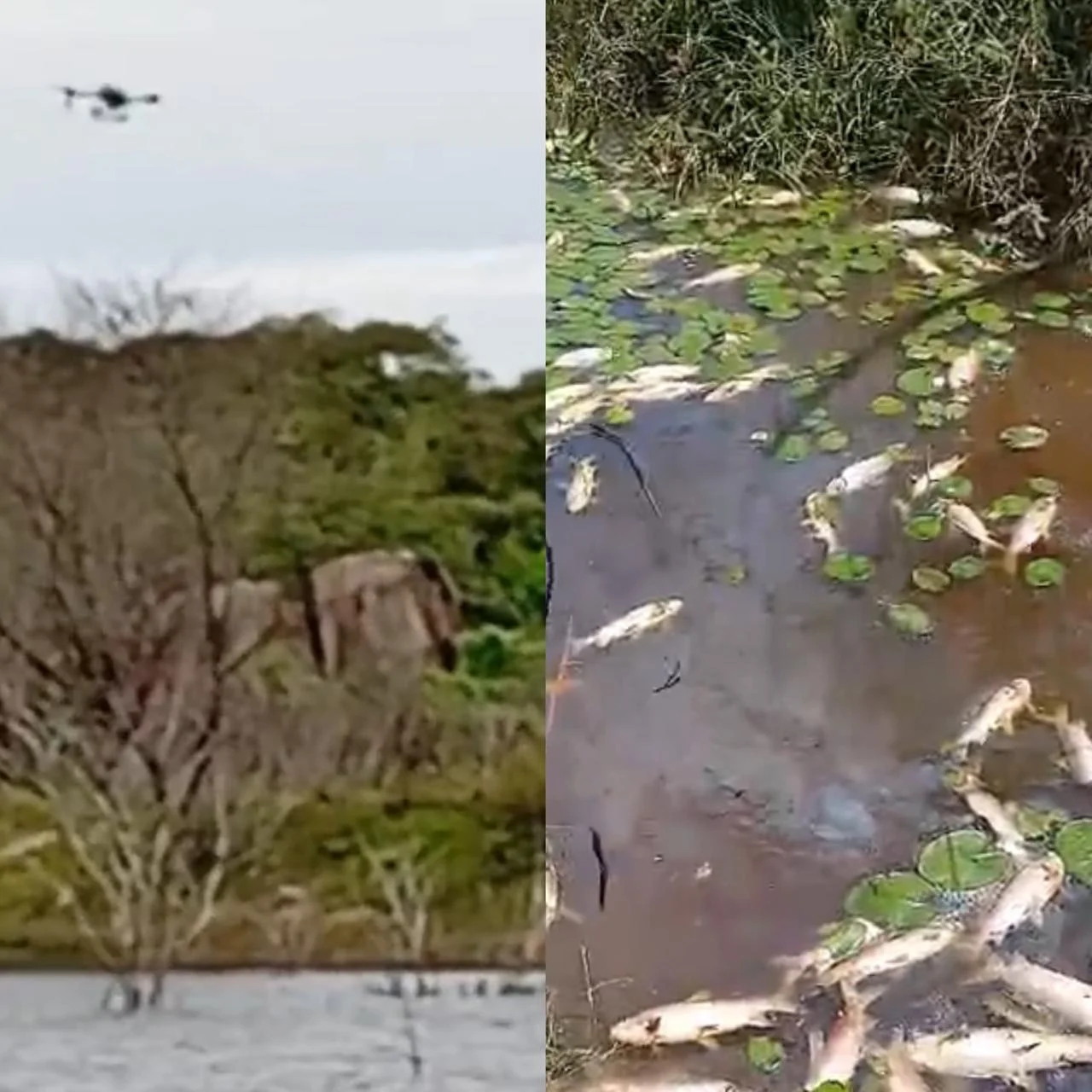 PESCADORES DENUNCIAM MORTANDADE DE PEIXES EM MUNICÍPIO DO RN; POLÍCIA CIVIL INVESTIGA