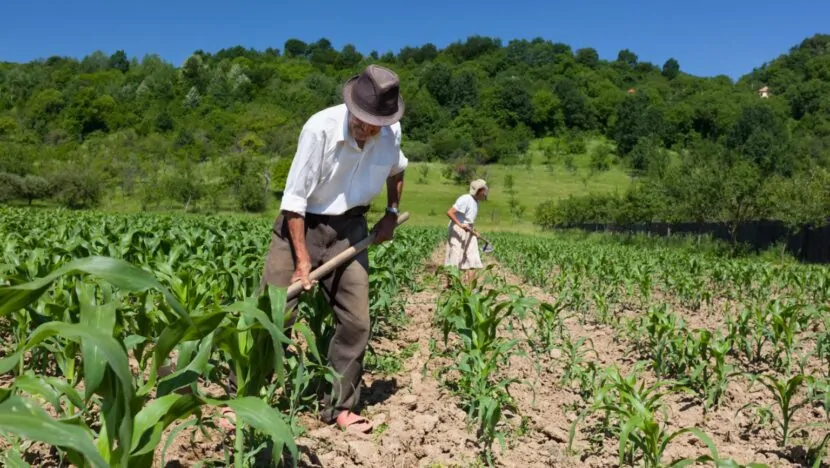 AGRICULTURA POTIGUAR RECEBEU QUASE R$ 700 MILHÕES DO PLANO SAFRA NOS ÚLTIMOS 12 MESES; DIZ BNB