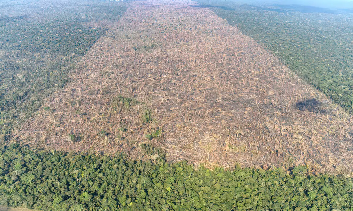 DESMATAMENTO É RESPONSÁVEL POR MAIS DE 28 MIL MORTES ANUAIS POR CALOR