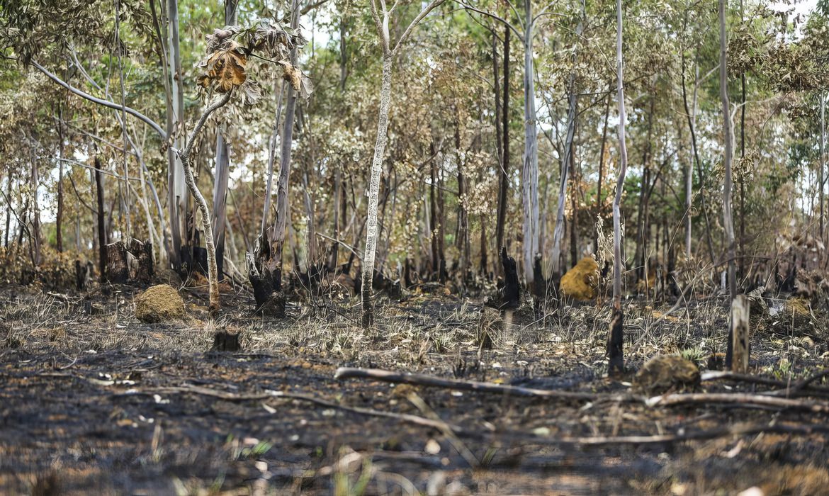 ANO DE 2025 É O QUINTO COM MAIOR ÁREA ATINGIDA POR QUEIMADAS ATÉ AGOSTO