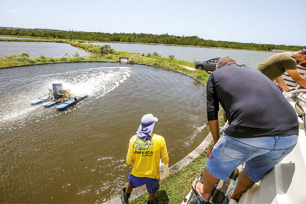 PRODUÇÃO DE CAMARÃO CRESCE 27,8% NO RN EM 2024
