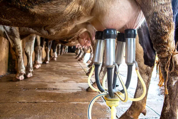 PRODUÇÃO DE LEITE CRESCE QUASE 100% EM QUATRO ANOS NO RIO GRANDE DO NORTE