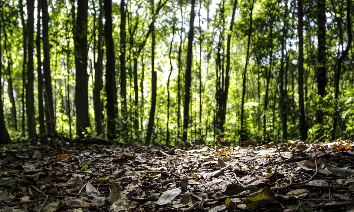 PRODUÇÃO FLORESTAL DO PAÍS CRESCE 16,7% E CHEGA A R$ 44 BILHÕES EM 2024