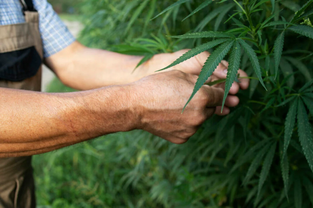 DECISÃO GARANTE HABEAS CORPUS COLETIVO PARA MAIS DE 700 PACIENTES DE CANNABIS MEDICINAL NO RN