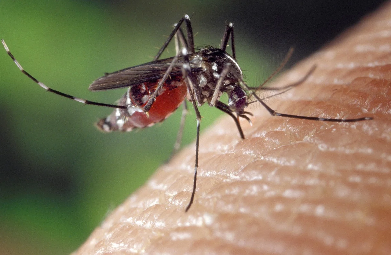 BRASIL JÁ ULTRAPASSA 1,6 MIL MORTES POR DENGUE EM 2025