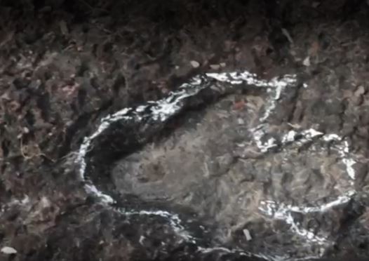 DESCOBERTAS INÉDITAS: PEGADAS DE DINOSSAUROS SÃO ENCONTRADAS NA AMAZÔNIA