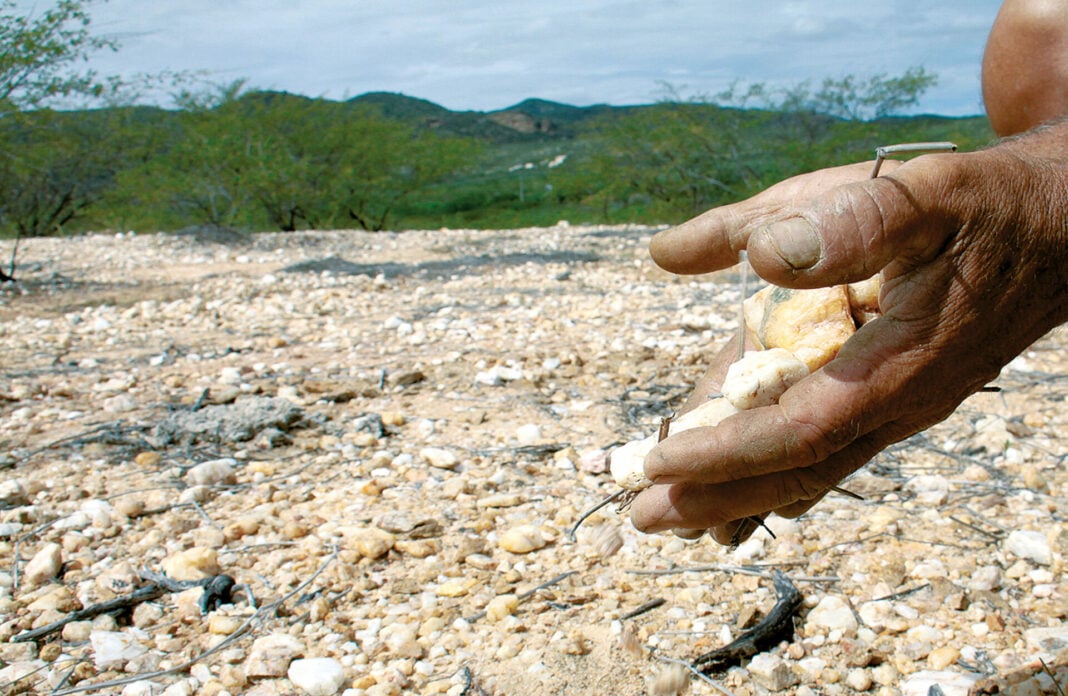 DESERTIFICAÇÃO AMEAÇA 95% DO RN E JÁ IMPACTA AGRICULTURA E PECUÁRIA