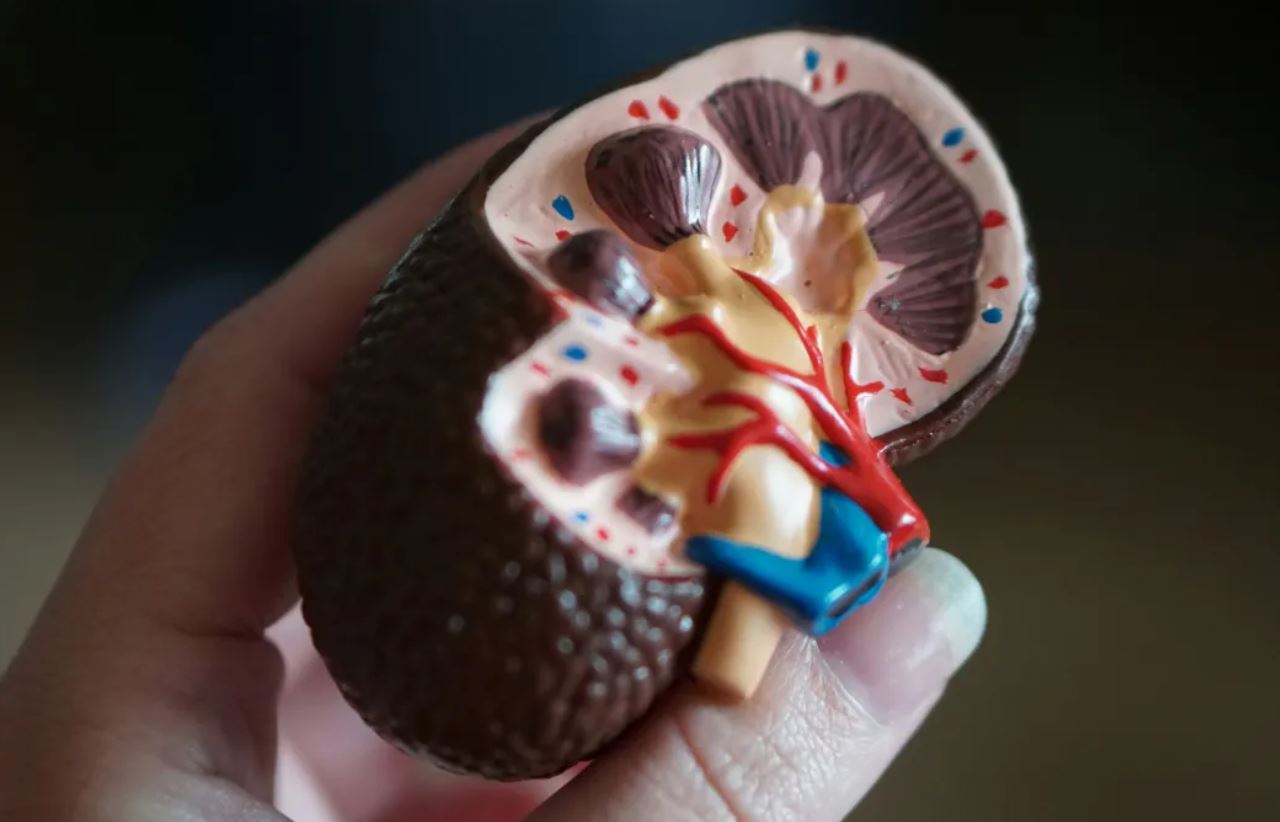 MAIS DE 170 MIL BRASILEIROS DEPENDEM DE DIÁLISE PARA POR DOENÇA RENAL CRÔNICA