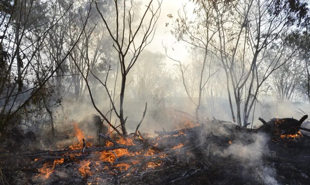 RN INSTITUI PLANO PARA COMBATER QUEIMADAS E INCÊNDIOS FLORESTAIS