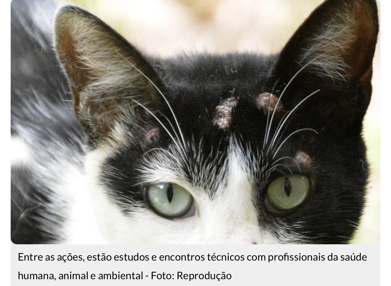 RN REGISTRA MAIS DE 4 MIL CASOS DE ESPOROTRICOSE EM 2025,ENTENDA