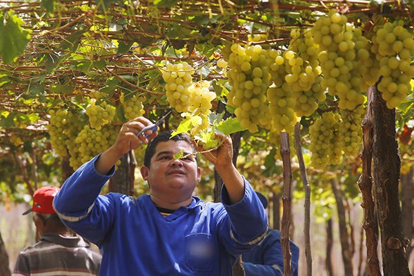MINISTÉRIO DA AGRICULTURA RECONHECE OCORRÊNCIA DE PRAGA QUE AFETA A UVA NO RN; ENTENDA