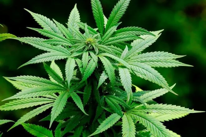 ANVISA AUTORIZA EMBRAPA A PESQUISAR CULTIVO DE CANNABIS PARA FINS MEDICINAIS E INDUSTRIAIS