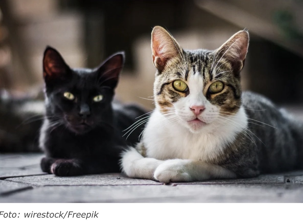 DOENÇA TRANSMITIDA POR GATOS CRESCE NO RIO GRANDE DO NORTE