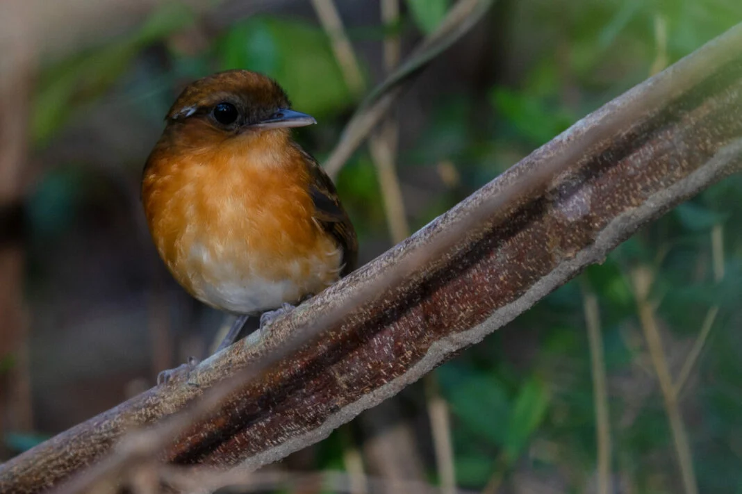 PRIMEIRA LISTA OFICIAL DE ESPÉCIES AMEAÇADAS DE EXTINÇÃO NO RN É INSTITUIDA PEO IDEMA; CONFIRA
