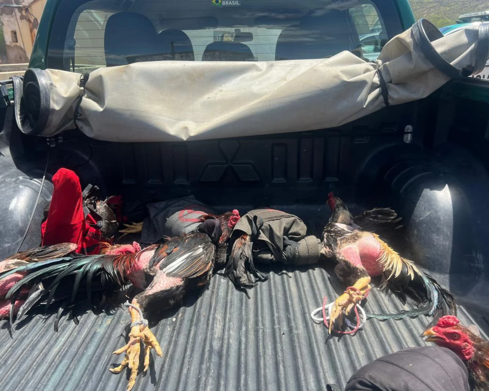 POLÍCIA ESTOURA RINHA DE GALOS NO INTERIOR DO RN, ANIMAIS ESTAVAM EM SITUAÇÃO DE MAUS-TRATOS