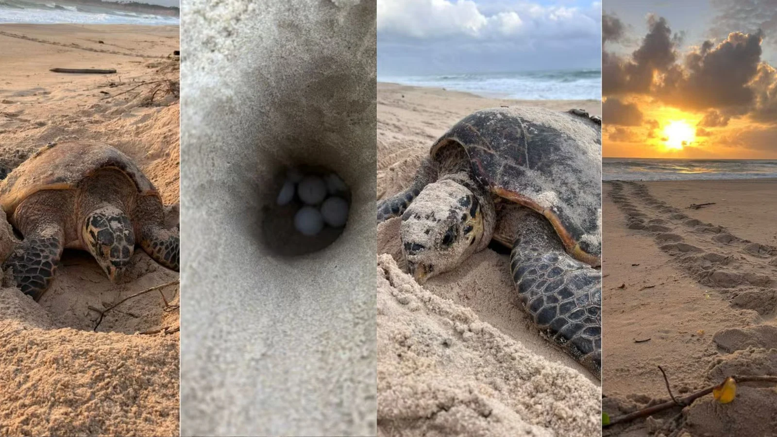 AO NASCER DO SOL, TARTARUGAS SÃO FLAGRADAS DESOVANDO NO LITORAL DO RN