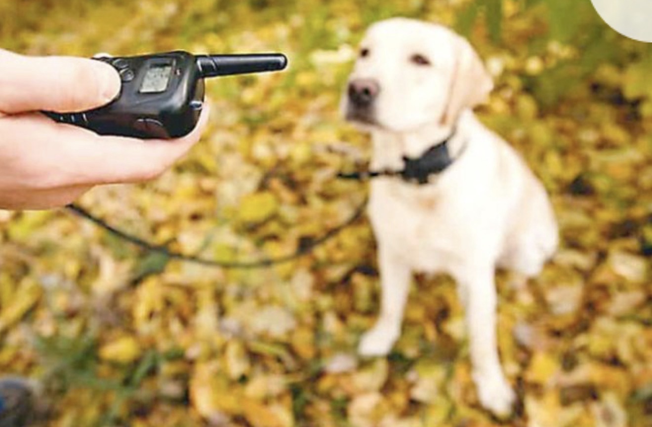 LEI PROÍBE VENDA E UTILIZAÇÃO DE COLEIRAS DE CHOQUE EM ANIMAS NO RN