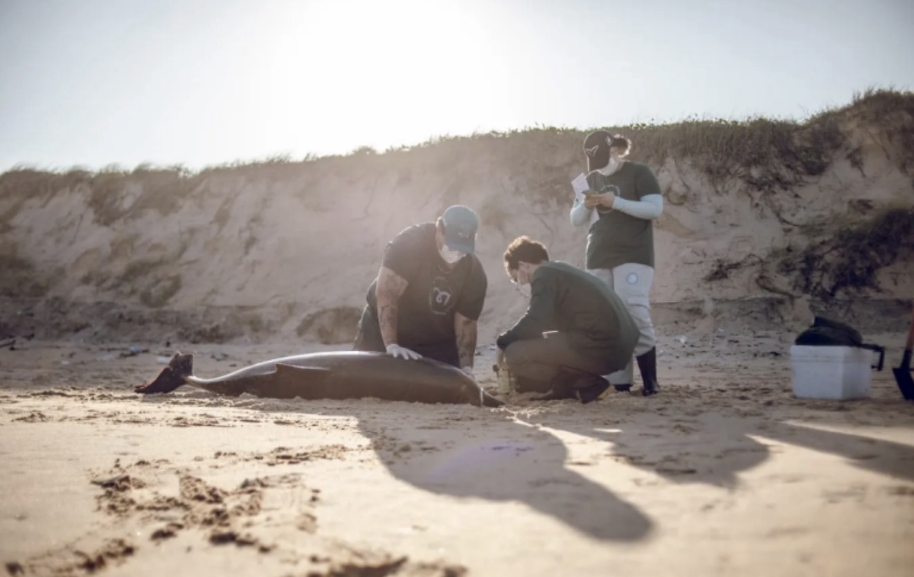 RN REGISTRA 77 ENCALHES DE BALEIAS, GOLFINHOS E TARTARUGAS EM UM MÊS