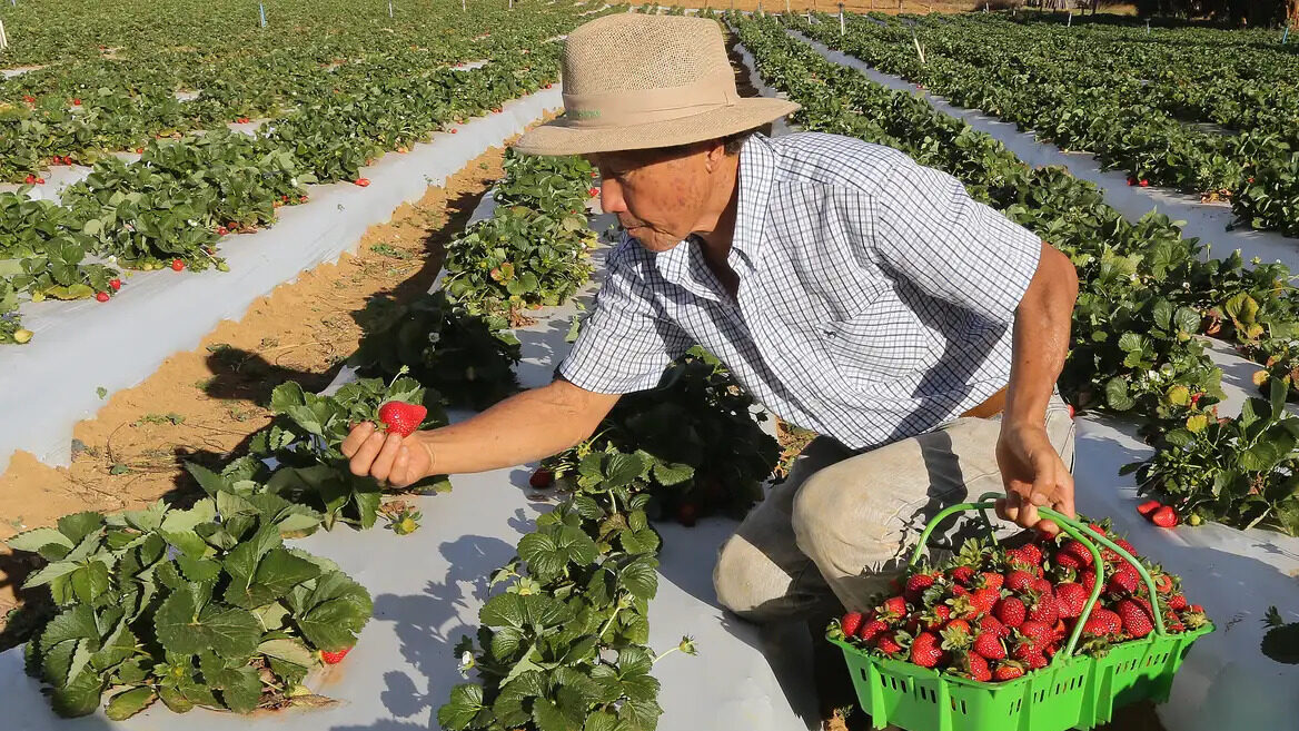GOVERNO LULA AUTORIZA PAGAMENTO DO GARANTIA-SAFRA PARA MAIS DE 685 MIL AGRICULTORES