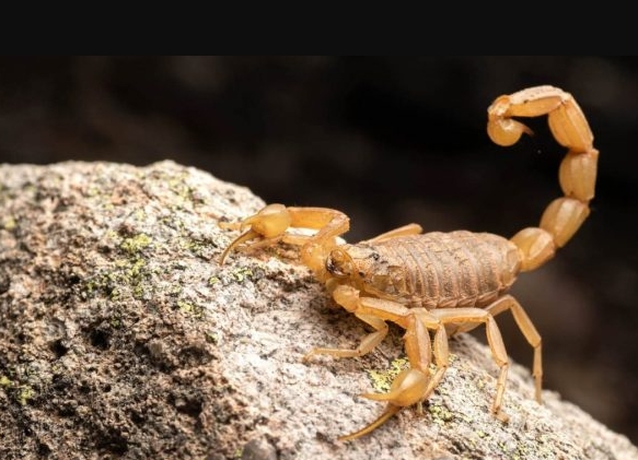 ALERTA NO RN: ESCORPIÕES LIDERAM QUASE 10 MIL ACIDENTES COM ANIMAIS PEÇONHENTOS EM 2025