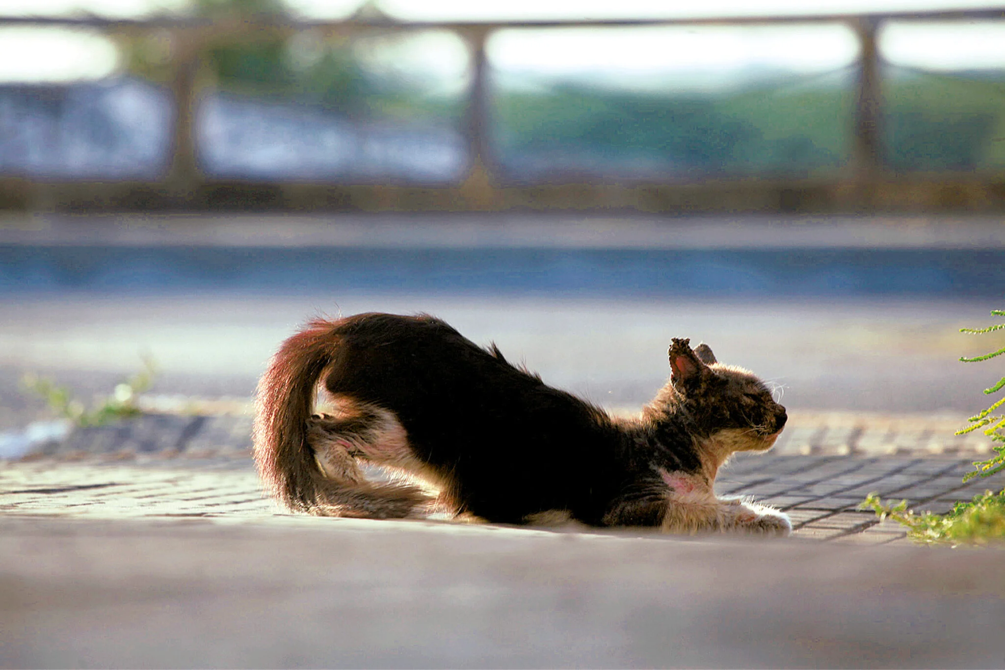 EM 3 MESES, RN REGISTRA 131 CASOS DE  MAUS-TRATOS CONTRA ANIMAIS