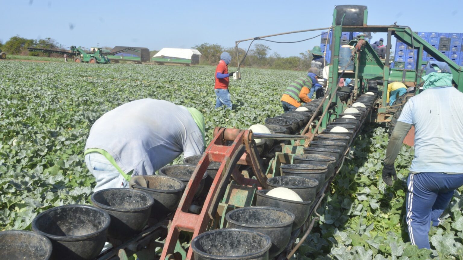 SERVIÇOS MANTÊM FÔLEGO DE EMPREGOS FORMAIS NO RN E AGRO CAI COM ENTRESSAFRA