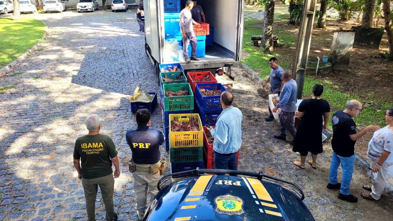 CARGA IRREGULAR DE 1,5 TONELADA DE LAGOSTA É APREENDIDA PELA PRF NA GRANDE NATAL