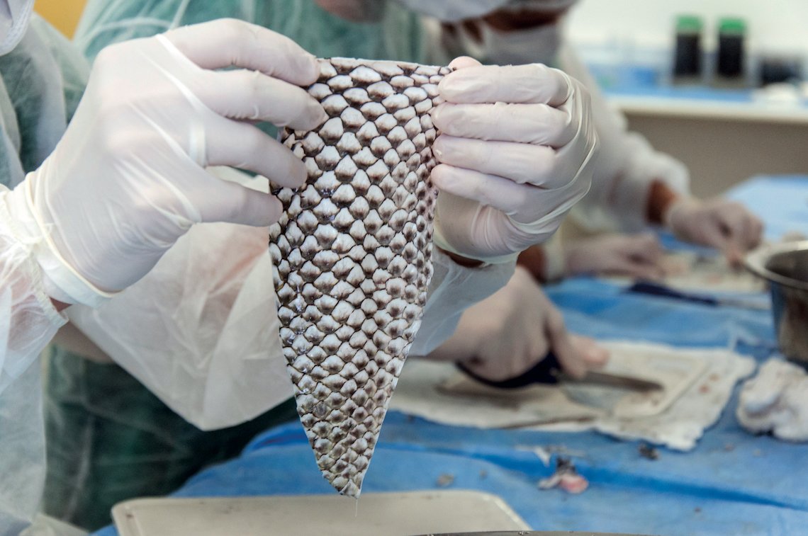 BRASIL TERÁ PRIMEIRA FÁBRICA DE PELE DE TILÁPIA PARA TRATAR QUEIMADURAS