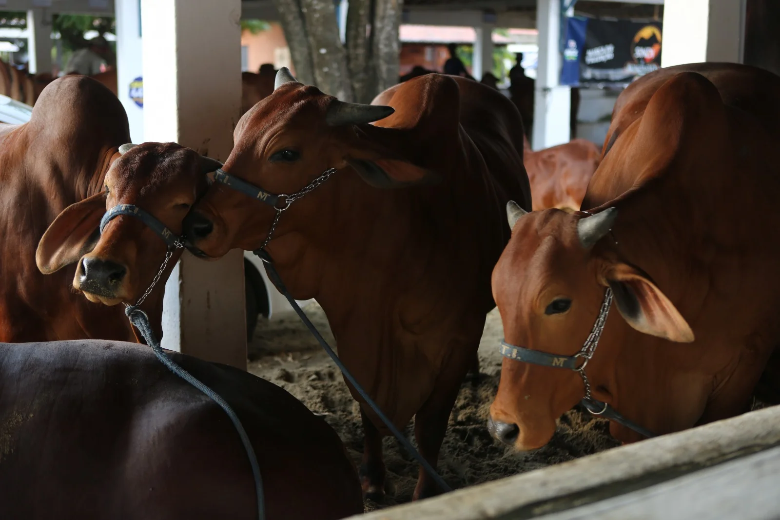 PRODUÇÃO DE ORIGEM ANIMAL SUPERA R$ 2,18 BILHÕES NO RIO GRANDE DO NORTE