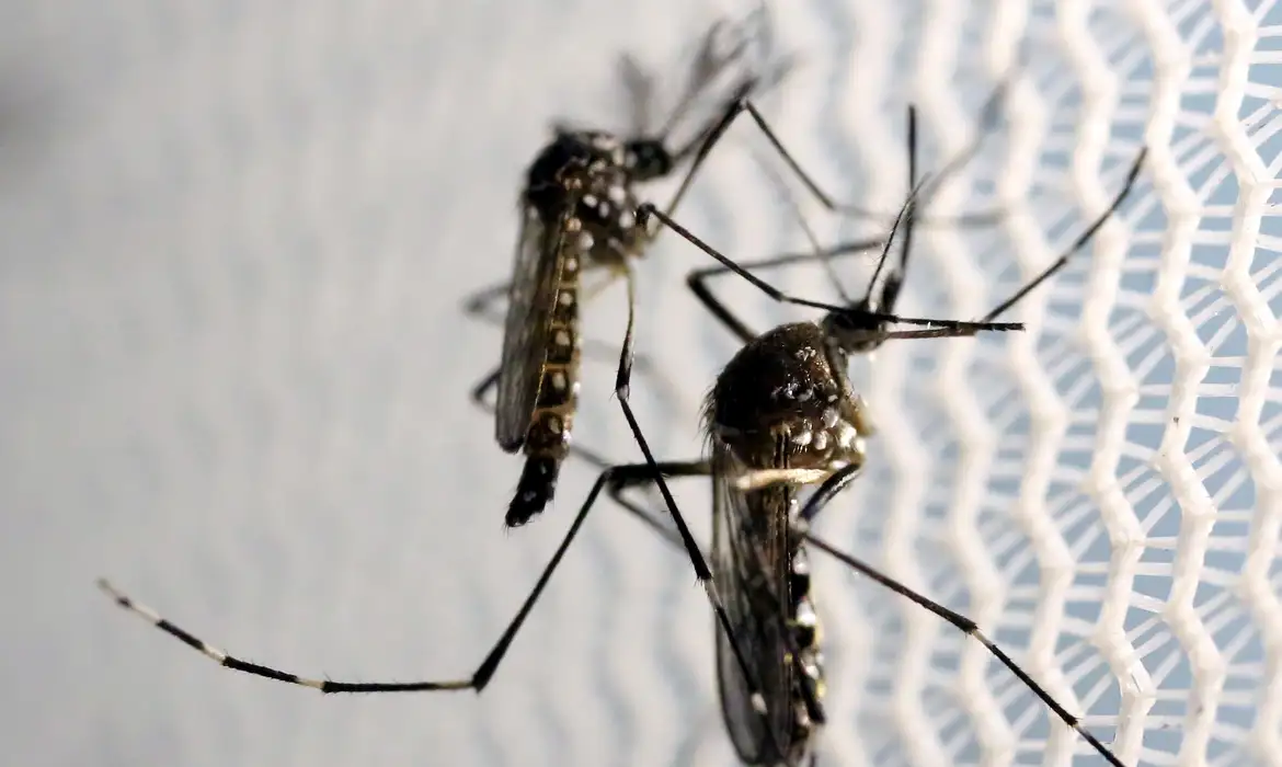 AEDES AEGYPTI: QUASE METADE DOS MUNICÍPIOS ESTÁ EM ALERTA OU EM RISCO